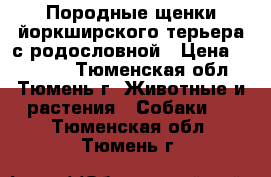 Породные щенки йоркширского терьера с родословной › Цена ­ 10 000 - Тюменская обл., Тюмень г. Животные и растения » Собаки   . Тюменская обл.,Тюмень г.